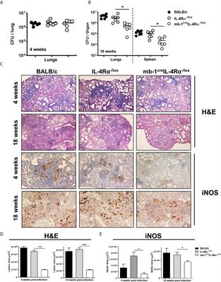 IL-4-Responsive B Cells Are Detrimental During Chronic Tuberculosis Infection in Mice